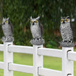 Orton Realistic Owl Garden Statue Halloween Yard Decoration